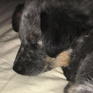 Meet your Posher, Autumn